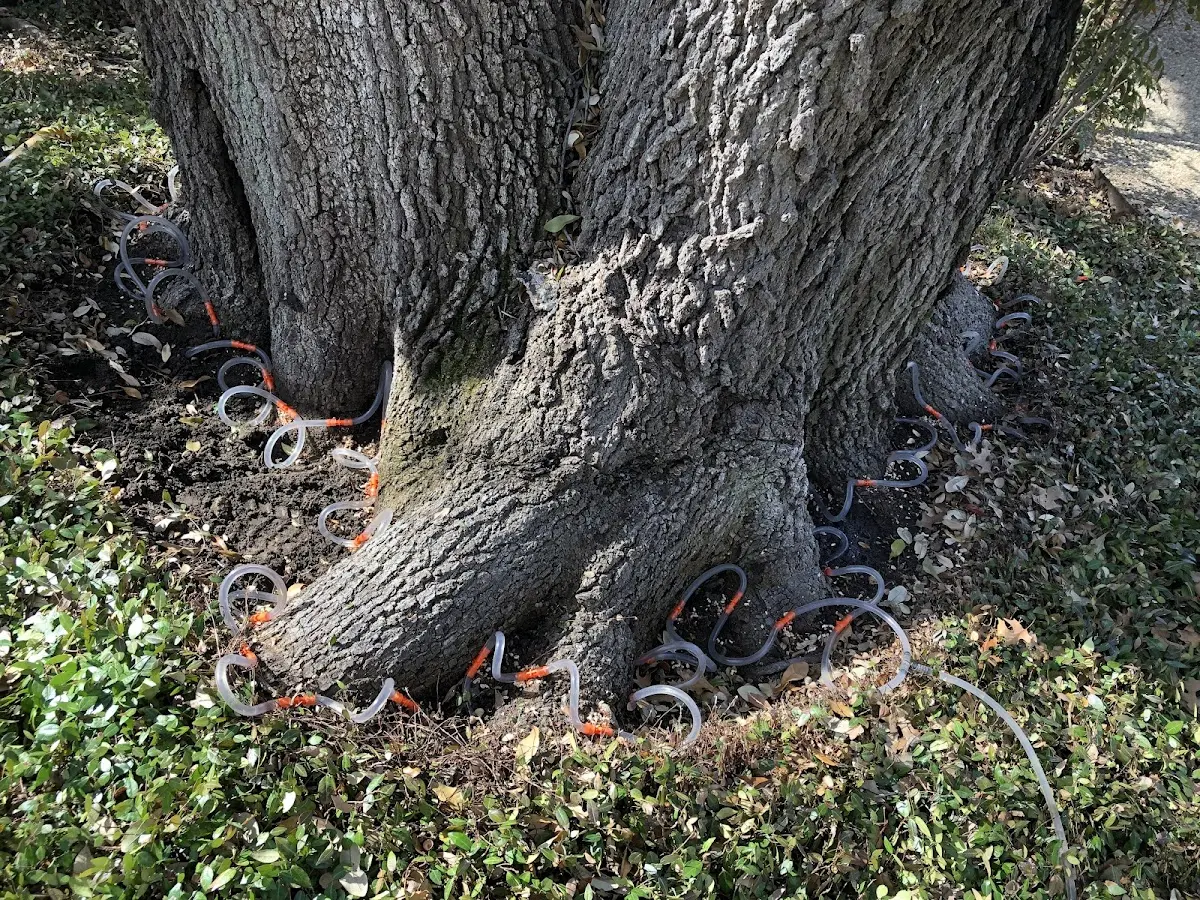 Detailed Tree Cabling and Bracing job site in Ford Cliff