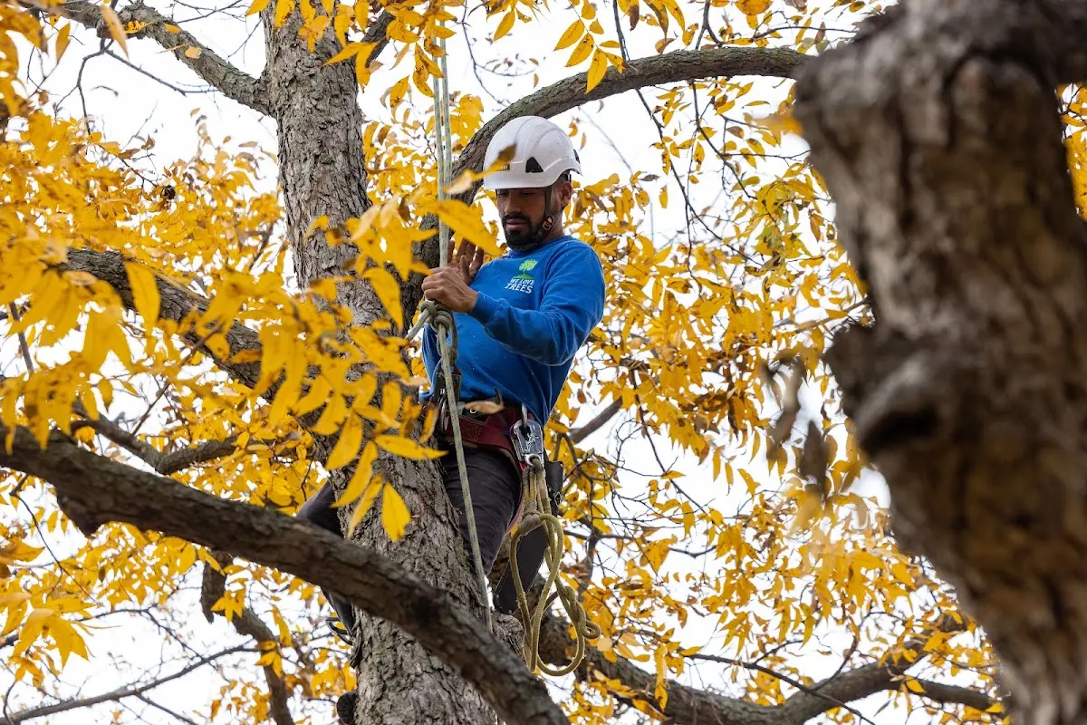Skilled Tree Planing crew working in Ford Cliff